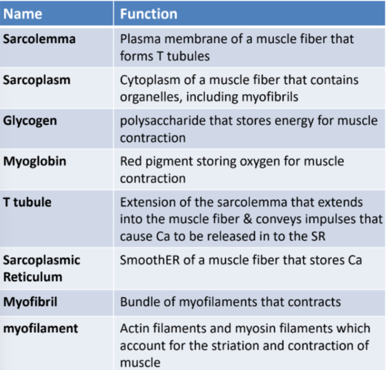 Muscular System Flashcards
